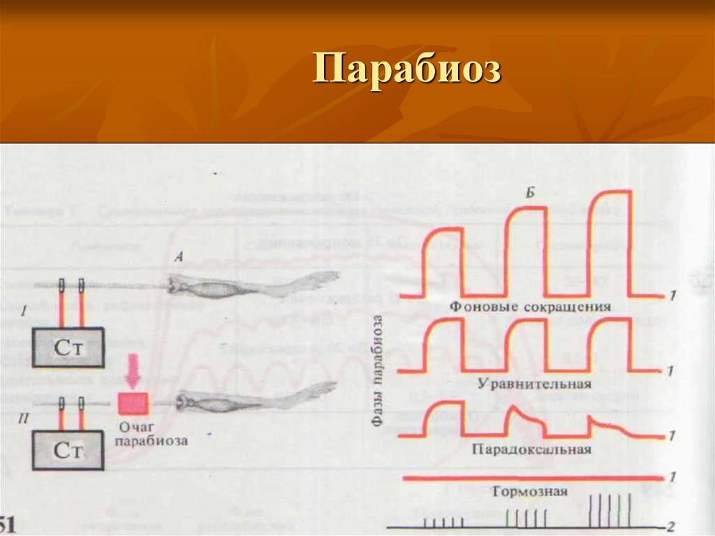 Фазы парабиоза. Парабиоз введенского физиология. парабиоз н.е.введенского.. уравнительная фаза парабиоза. фазы парабиоза физиология.