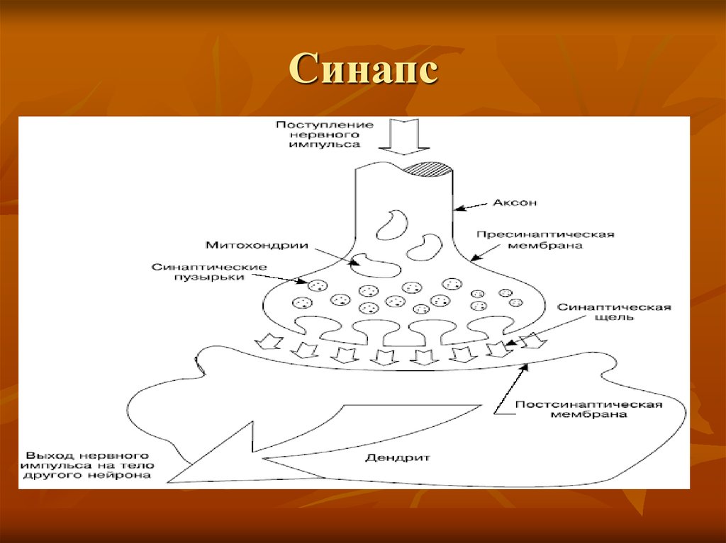 Группы синапсов. Схема электрического синапса. Нервно-мышечный синапс рисунок. Синапс модель. Синапс обладает.