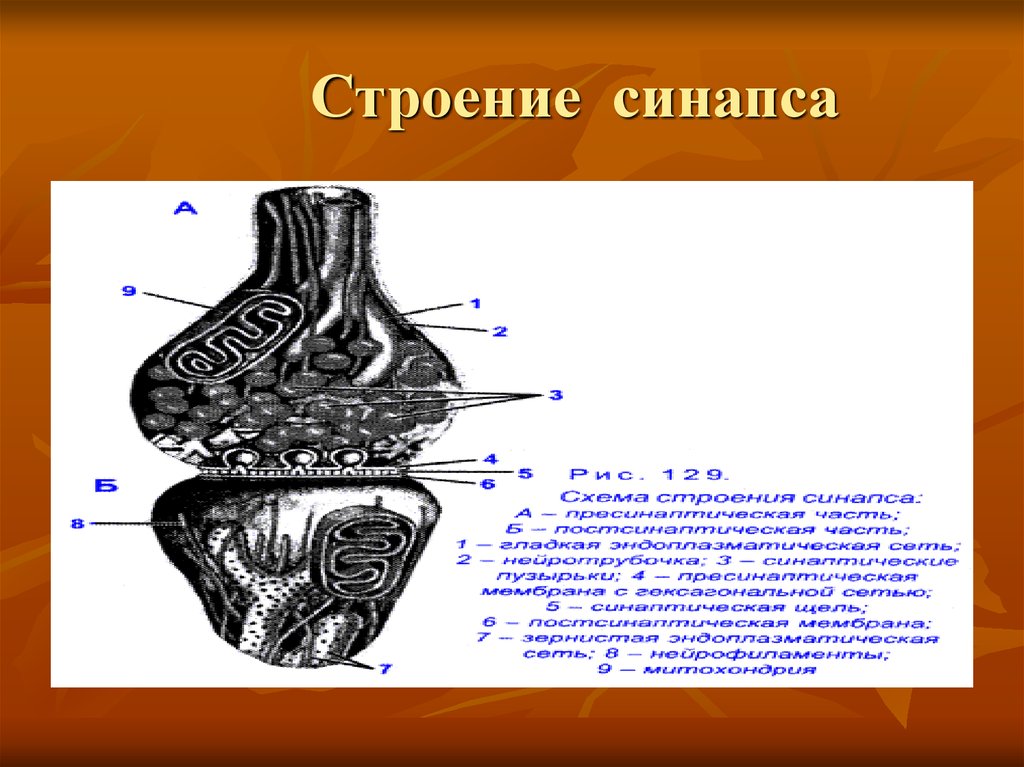 Строение 18. Строение синапса сделайте обозначения. Поперечный каналец в синапсе. Изучите строение синапса рассмотрите. Схема строения синапса (по лекции №11 – обозначить 4 элемента).