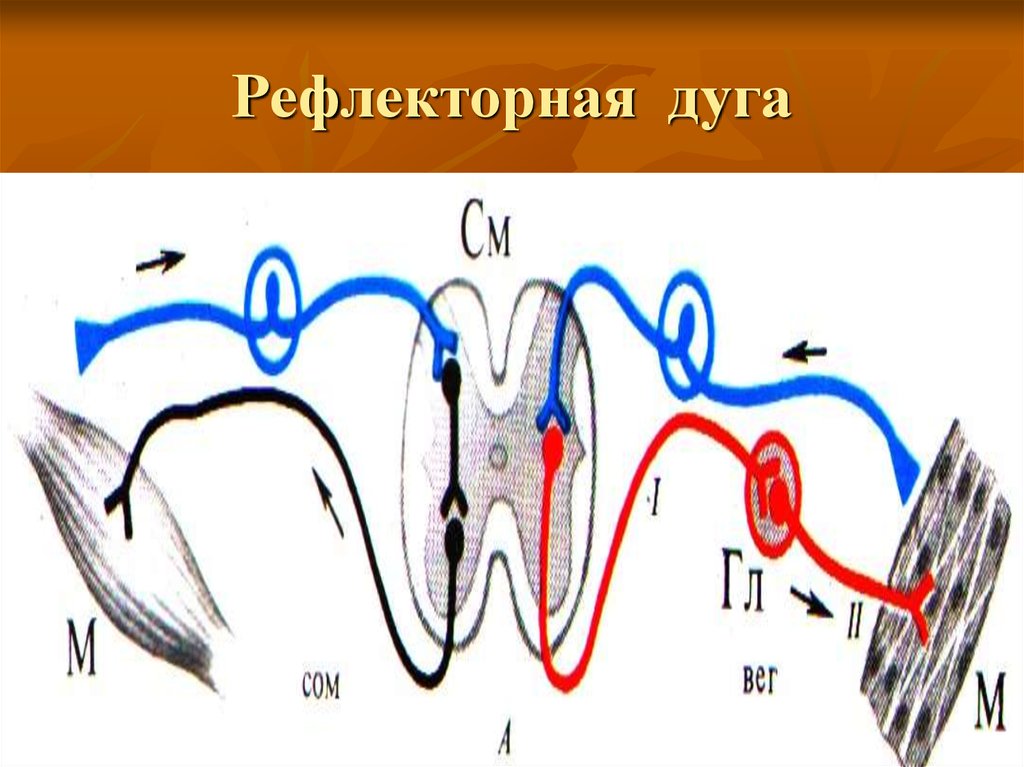 Как называется звено рефлекторной дуги обозначенное на схеме номером 1