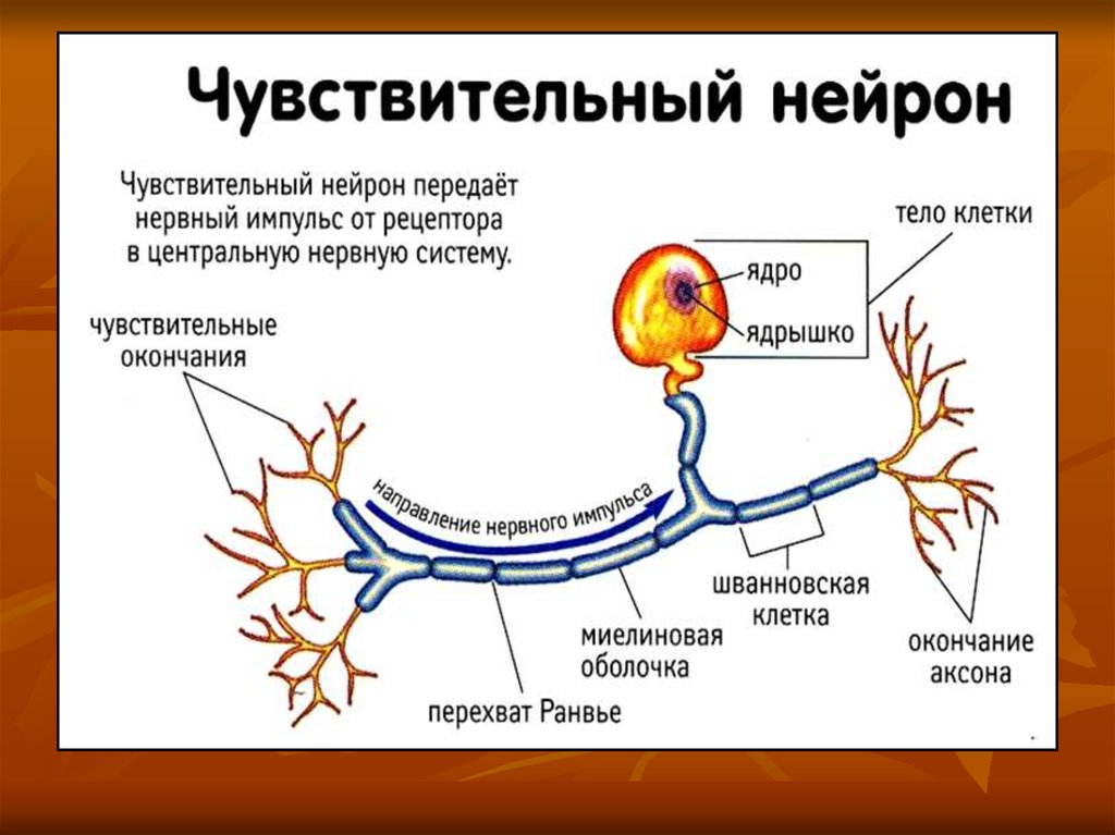 5 чувствительные нейроны передают