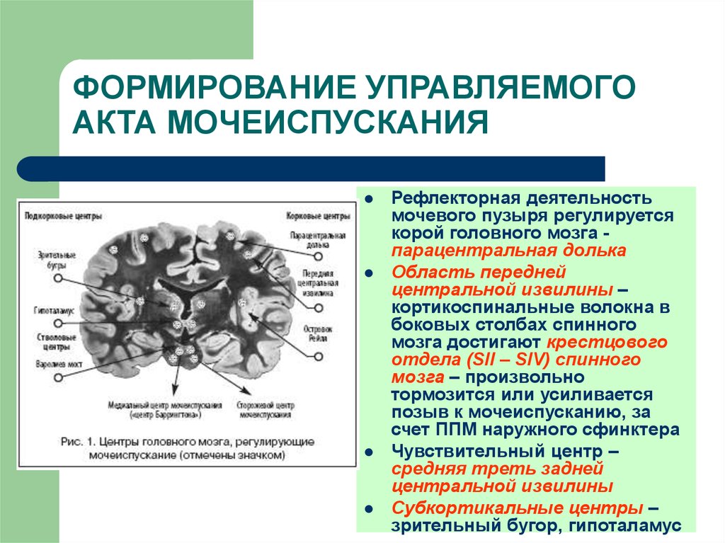 Отвечает за формирование. Механизм произвольного контроля мочеиспускания. Мочеиспускание рефлекторный акт. Процесс мочеиспускания физиология. Центр регуляции мочеиспускания.