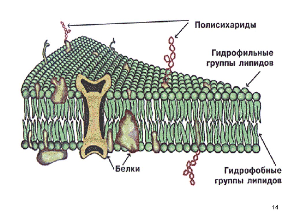 Мембрана клеток включает. Плазматическая мембрана и клеточная стенка. Схема строения плазматической мембраны клетки. Клеточная структура клеточной мембраны. Структурные компоненты мембраны клетки.