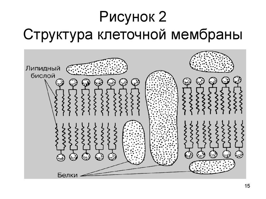 Строение мембраны клетки рисунок