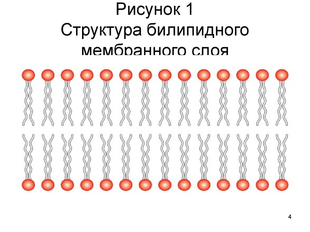 1 рисунок 1 структура. Билипидный слой структура. Билипидный слой мембраны. Строение билипидного слоя. Билипидный слой мембраны строение.