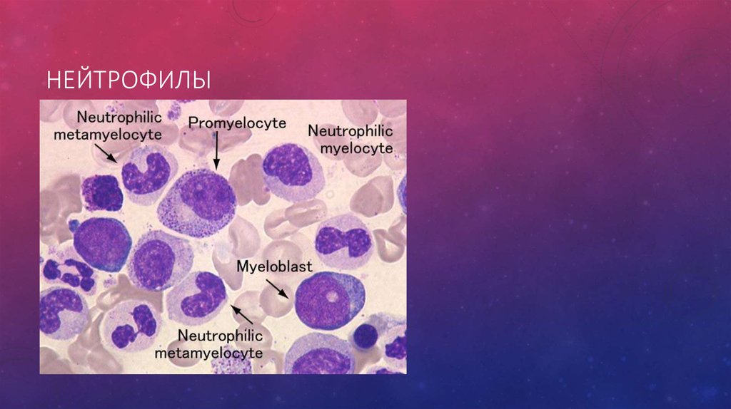 Нейтрофилы в костном мозге. Нейтрофилы. Палочкоядерный нейтрофил. Миелоциты гистология.