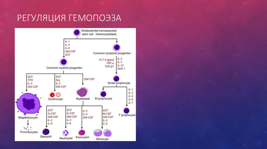 Гемопоэз гистология презентация