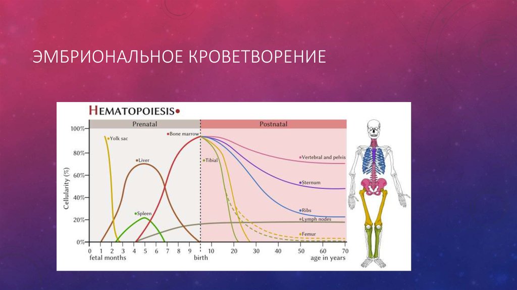 Кроветворение. Мезобластический этап кроветворения. Эмбриональный гемопоэз: Мезобластический период. Этапы внутриутробного периода кроветворения. Периоды эмбрионального кроветворения таблица.