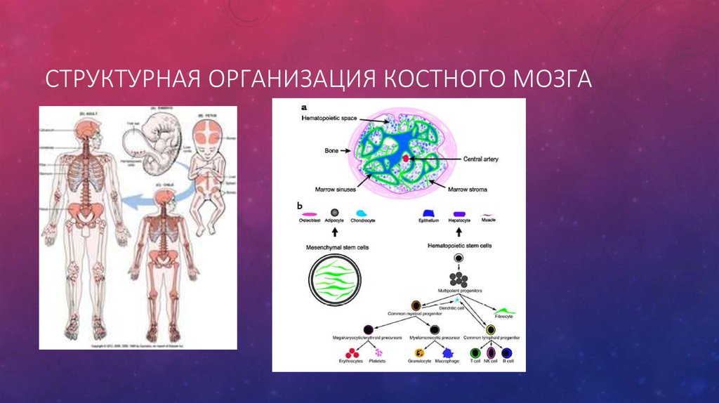 Кроветворение новорожденного