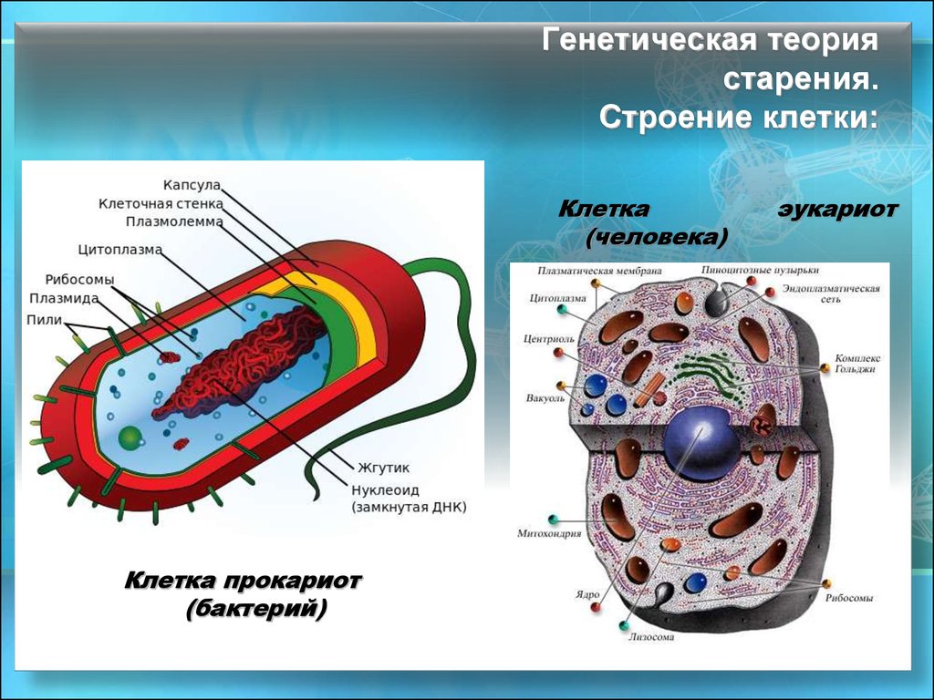 Структура клетки и процесс. Строение клетки. Строение клетки генетика. Старение клетки. Строение клетки наследственные структуры клетки генетика.