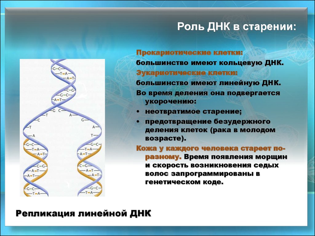 Днк участие