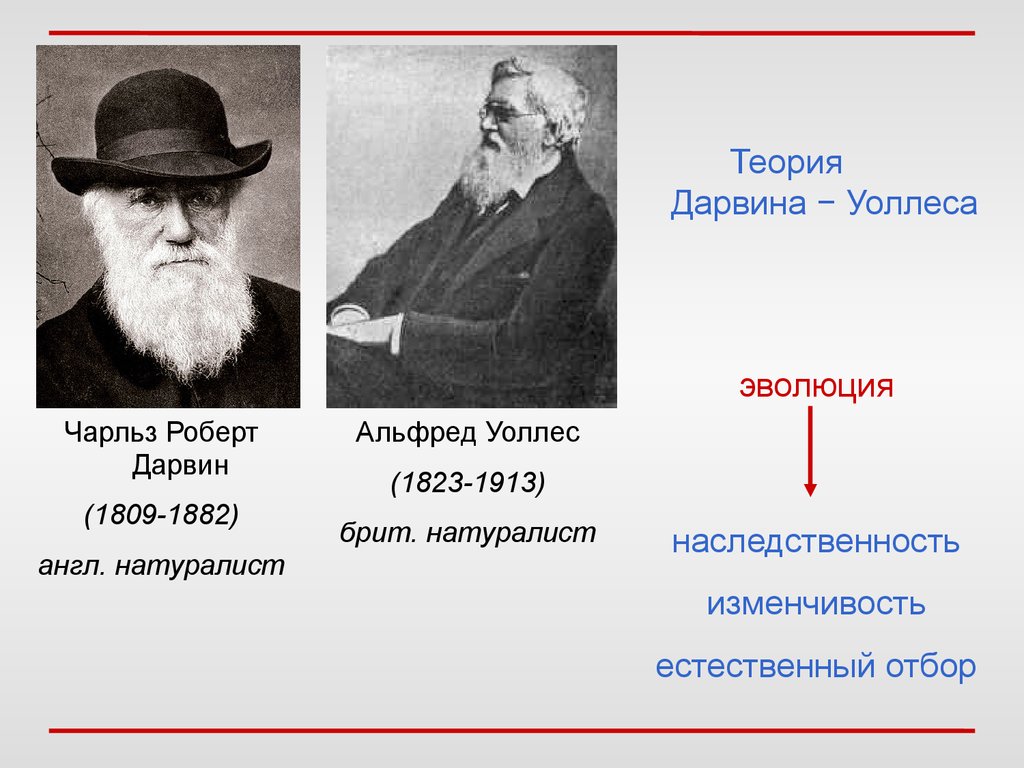 Теория естественного развития. Теория Дарвина и Уоллеса. Дарвин и Уоллес теория эволюции.