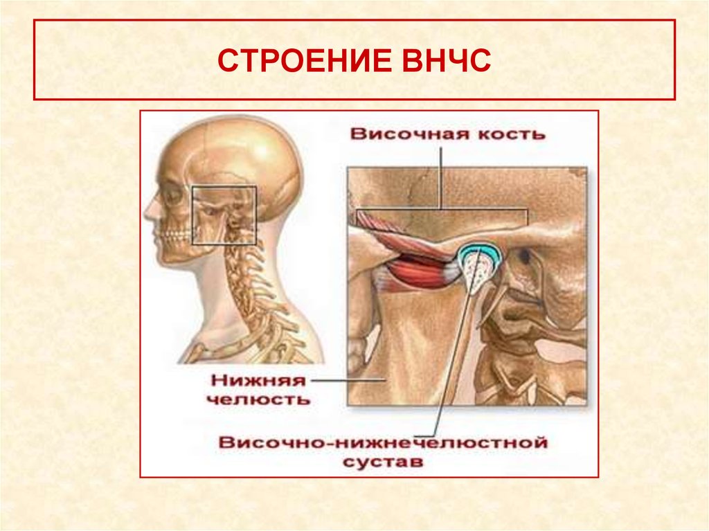 Височно нижний. Строение ВНЧС анатомия. Строение височно челюстного сустава. Височно-нижнечелюстной сустав иннервируется. Суставные головки ВНЧС.