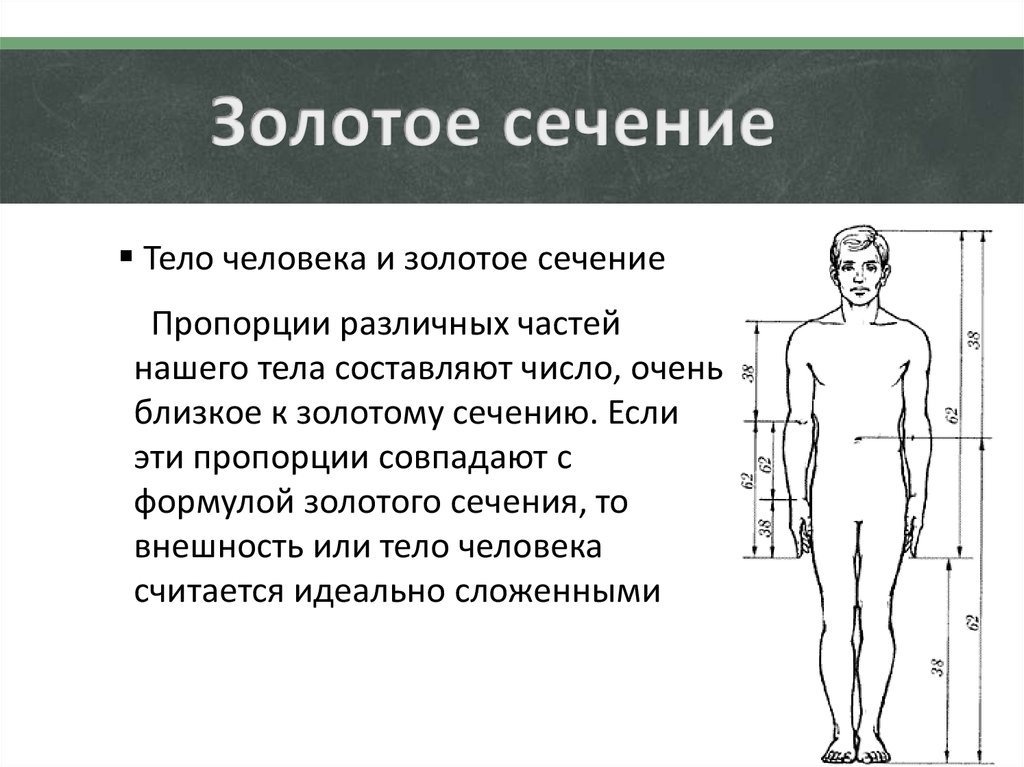 Организм человека в цифрах. Золотое сечение тело человека. Золотое сечение пропорция тела. Золотое сечение в человеке. Золотое сечение человека пропорции.