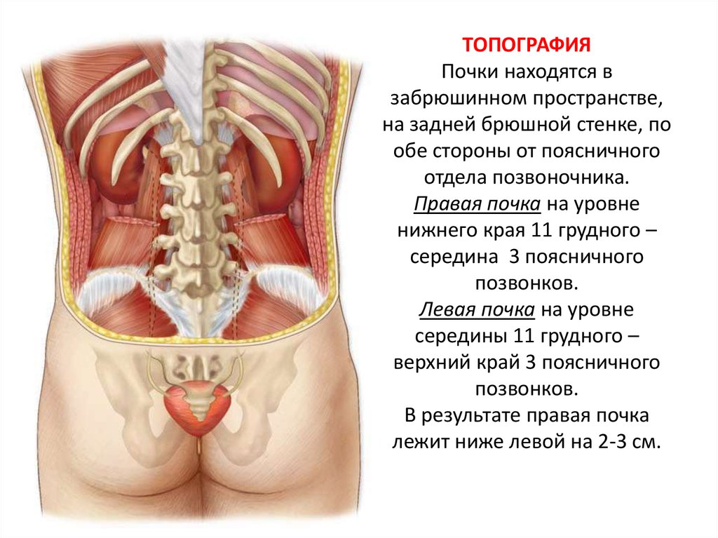 Где находятся почки у человека. Внутренние органы человека схема расположения почки. Строение человека почки внутренние органы сзади спины. Местоположение почек у человека. Расположение почек у человека спереди.