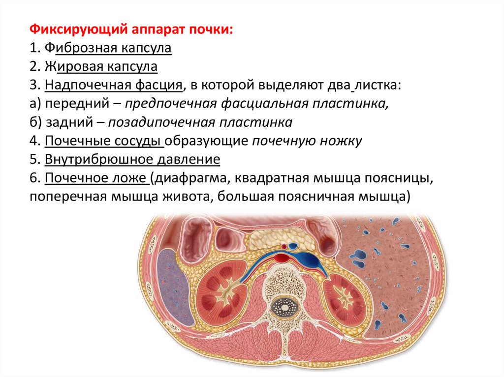 Состоит из фиброзной и жировой капсулы