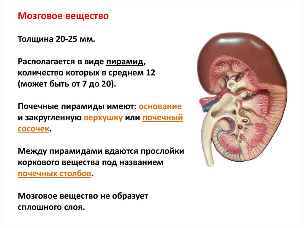 Мозговая почка. Пирамида мозгового вещества почки. Почечная пирамида мозгового вещества почки функции. Мозговое вещество почки образовано. Мозговое вещество почки анатомия.