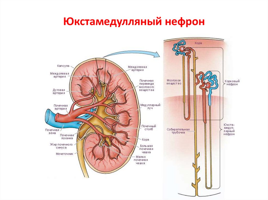 Рисунок капсула нефрона