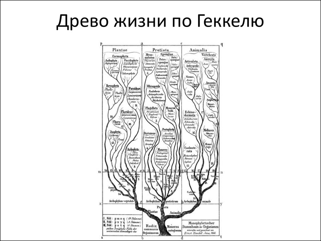 План победы дерево жизни