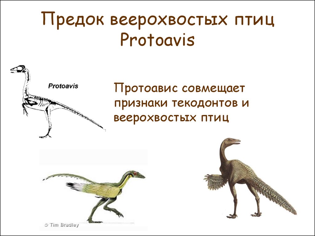 Систематика птиц презентация