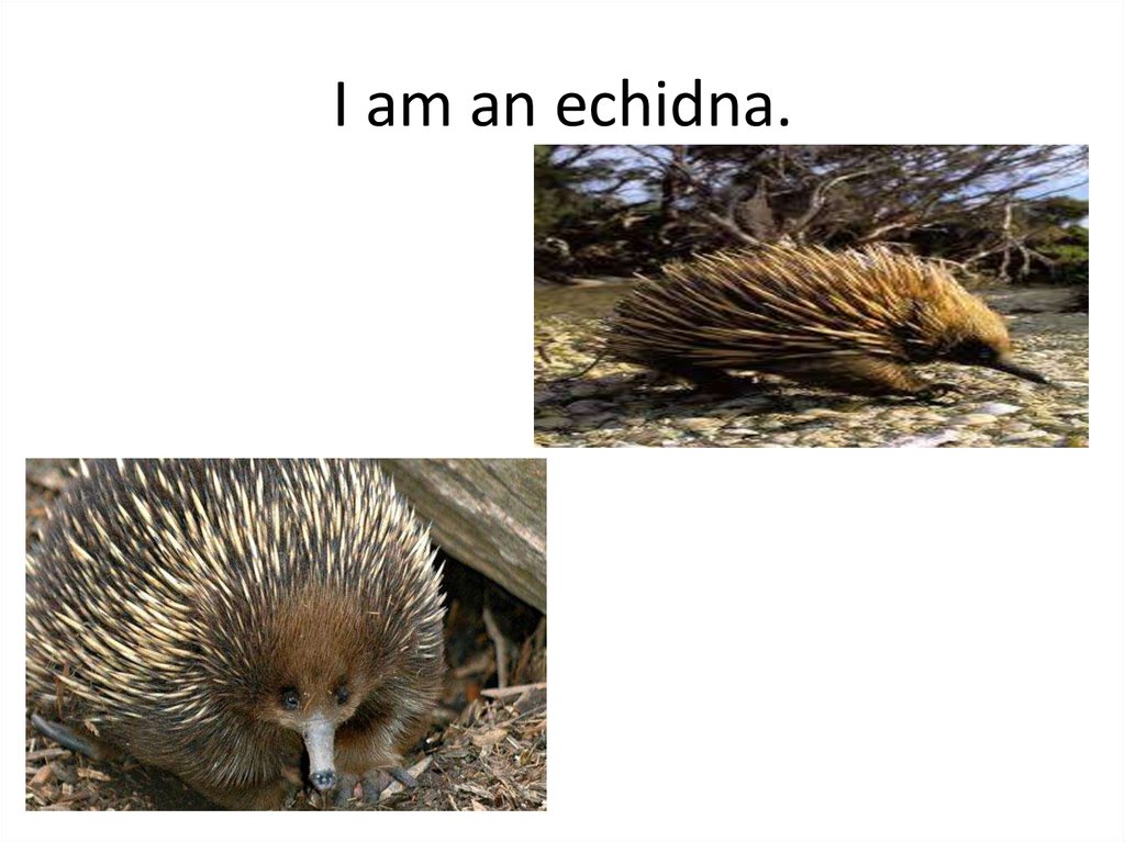 I am an echidna.