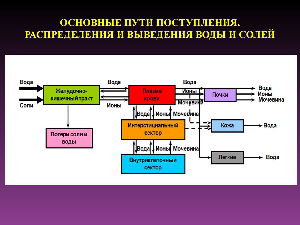 Путь вывода. Пути поступления и выведения воды. Пути выведения воды из организма. Поступление и выведение воды. Поступление, перераспределение и выведение воды.