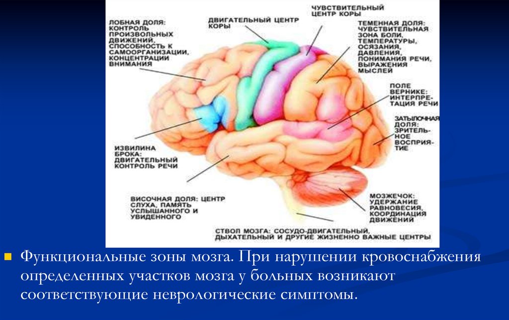 Зоны мозга лобная. Зоны мозга. Зоны кровоснабжения мозга. Функциональные зоны мозга. Кровоснабжение лобной доли.