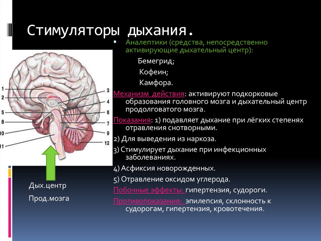 Мозговые стимуляторы. Центр дыхания в мозге. Стимуляторы дыхания дыхательные аналептики. Дыхательный центр. Дыхательный центр в мозге.