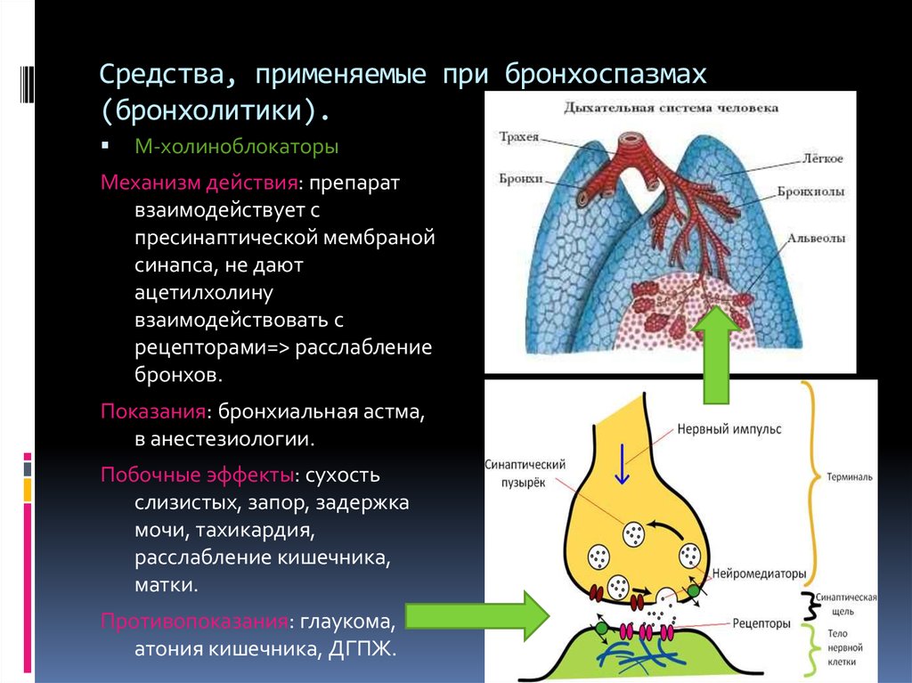 Бронхолитик это. М-холиноблокаторы механизм действия при бронхиальной астме. Механизм спазма бронхов. Тип дыхания при бронхоспазме. Механизм бронхоспазма при бронхите.