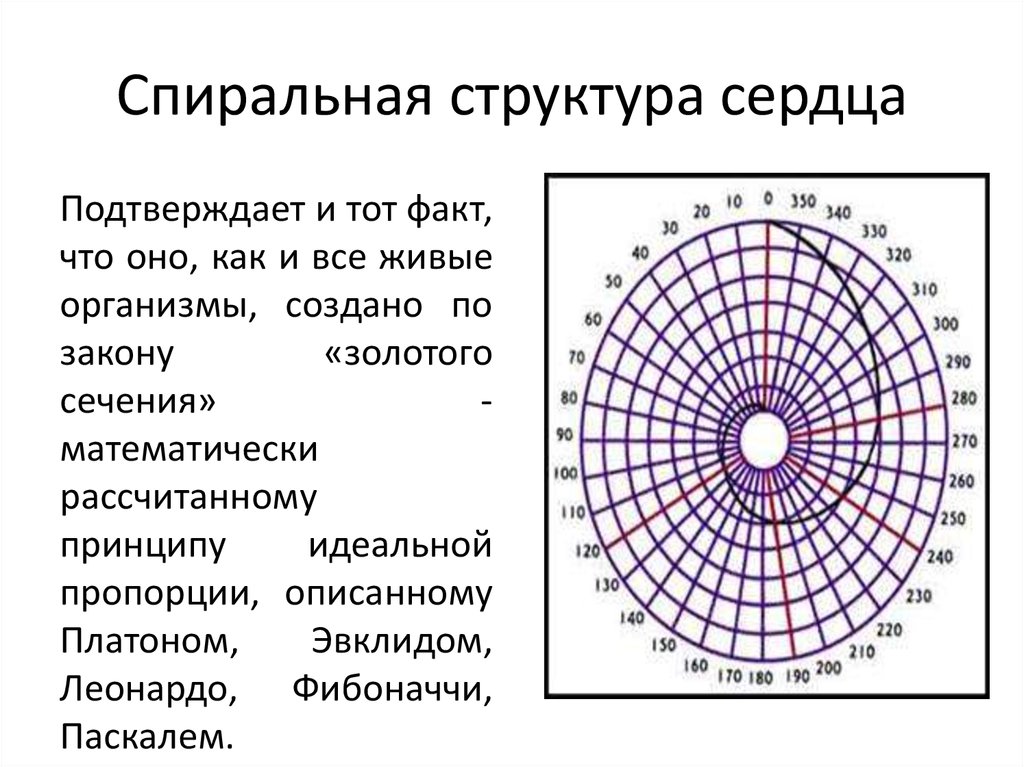 Структура спирали