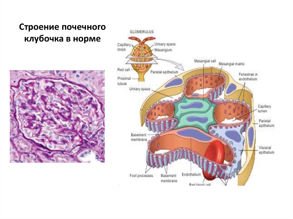 Нормальная анатомия. Строение почечного клубочка гистология. Строение клубочкового аппарата почки. Строение клубочка гистология. Строение почечного клубочка.