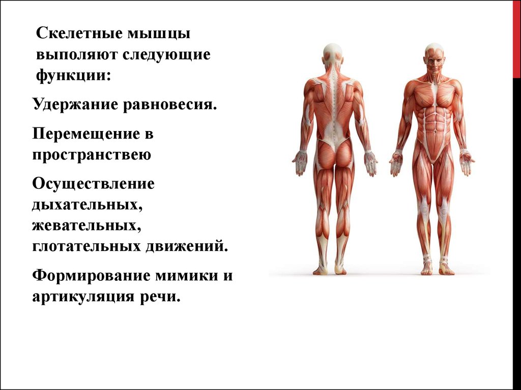 Функция каждой мышцы. Скелетные мышцы. Мышечный скелет. Структура скелетных мышц человека. Строение и функции скелетных мышц.