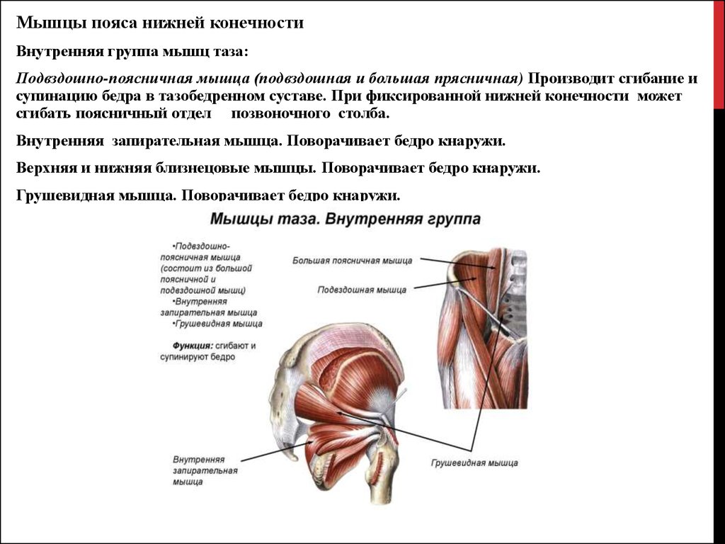 Мышцы внутренние бедра у женщин