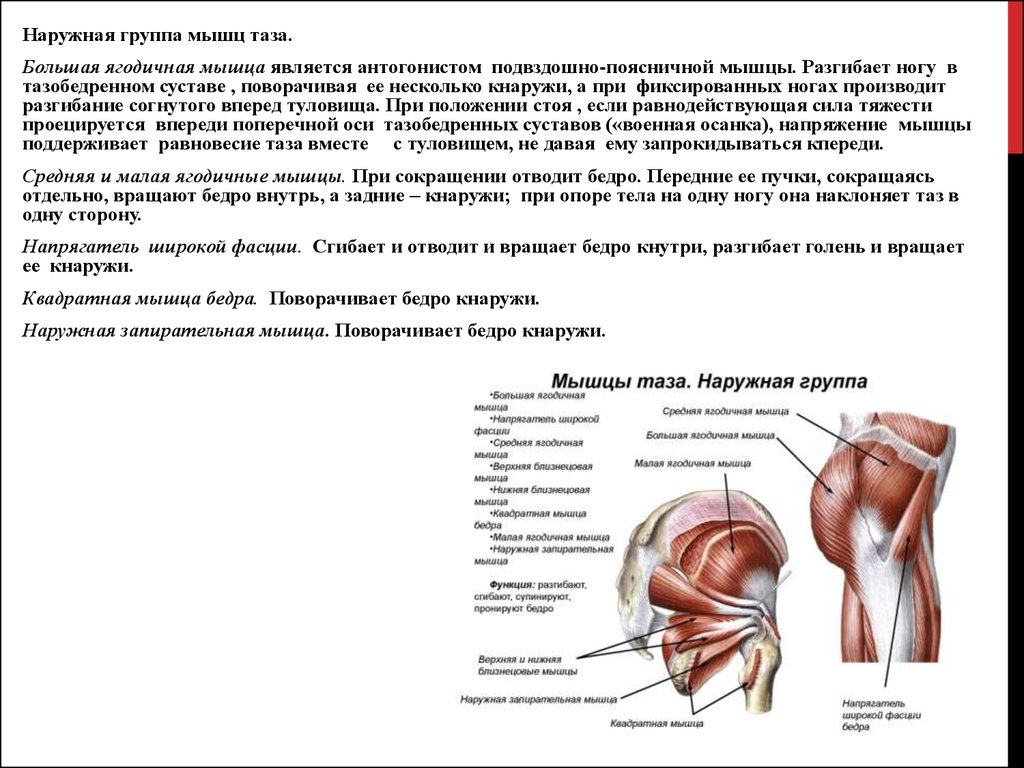 Мышцы вращающие бедро внутрь