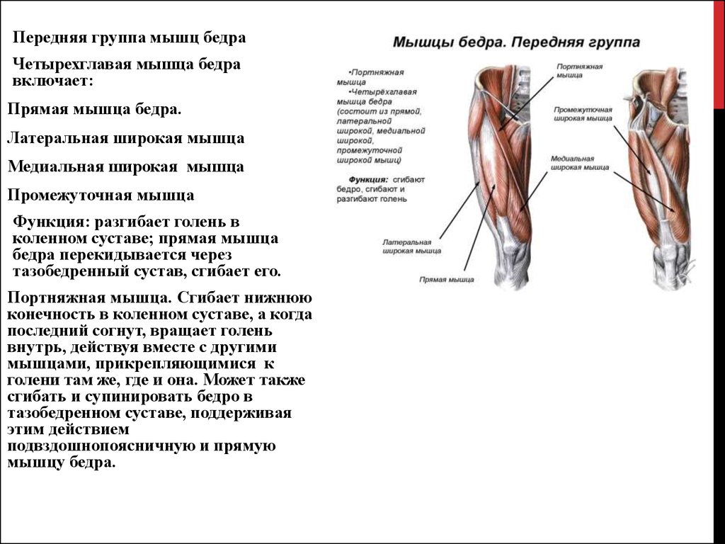 Широкая мышца бедра. Латеральная широкая мышца бедра функция. Основные мышцы бедра вид спереди. Четырехглавая мышца бедра функции. Медиальная широкая мышца бедра функции.