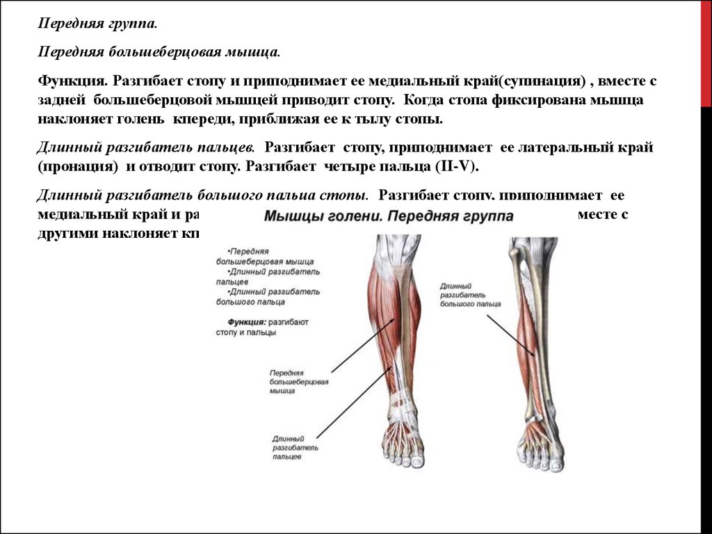 Большеберцовая мышца. Мышцы голени передняя группа таблица. Функции передней большеберцовой мышцы. Передняя группа мышц голени функции. Задняя большеберцовая мышца упражнения.