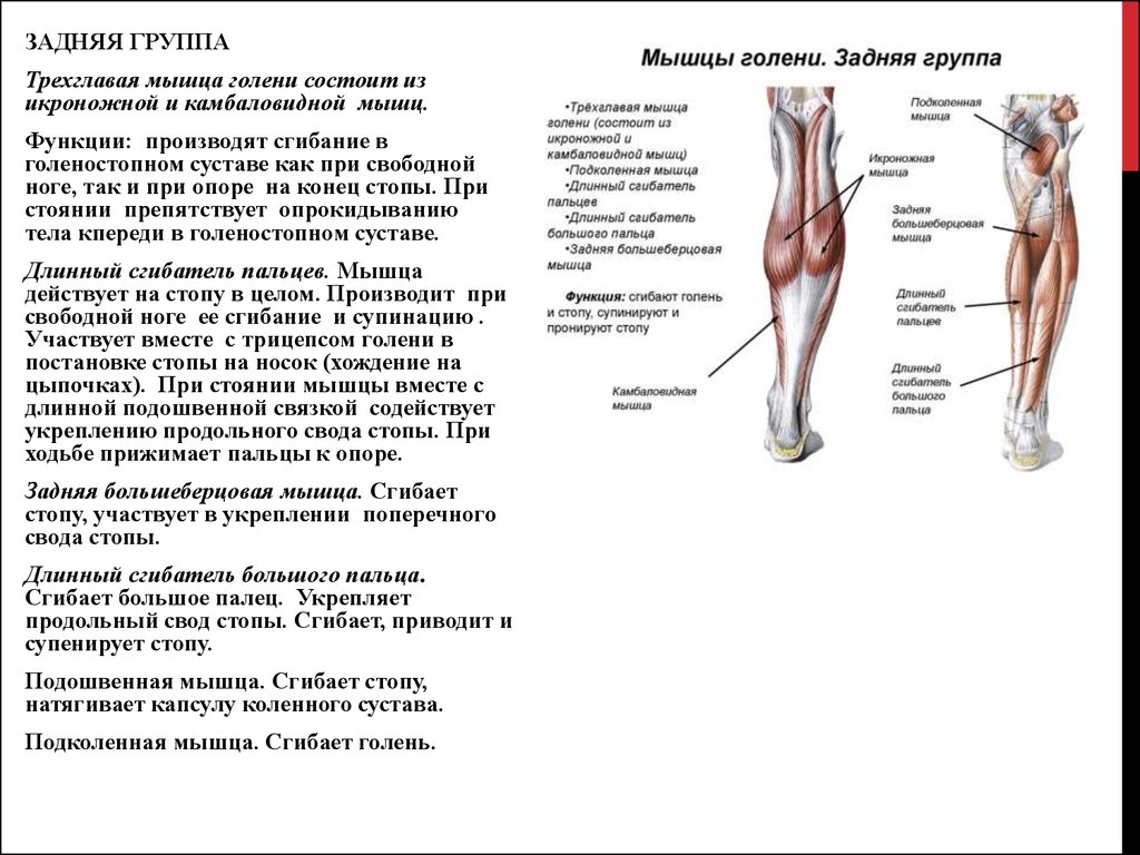 Болит при сгибании и разгибании ноги. Задняя группа мышц голени функции мышц. Мышцы участвующие в сгибании стопы. Трехглавая мышца колена. Мышцы разгибающие коленный сустав.