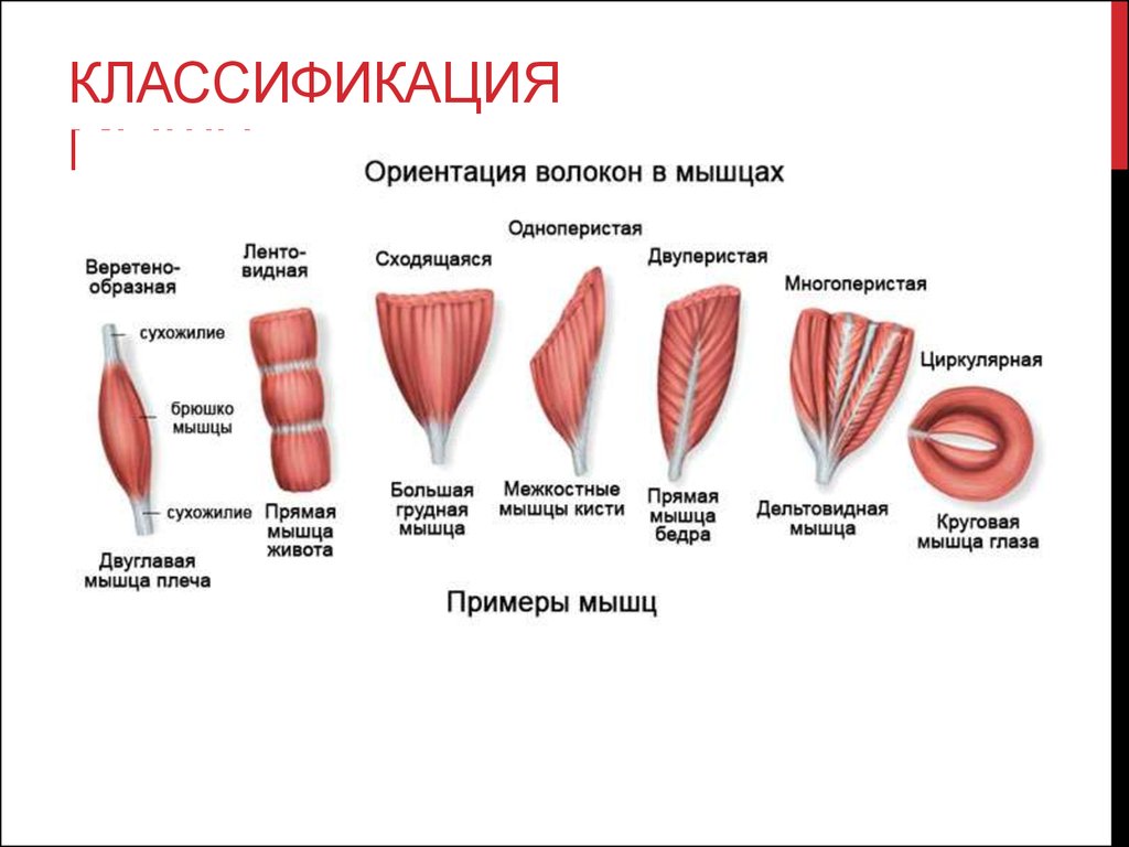 Как называется мышца выделенная на рисунке цветом