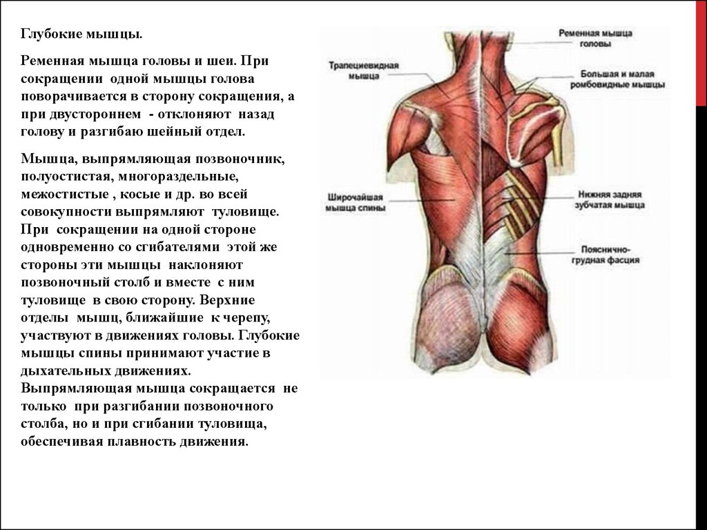 Глубокая поясница. Мышцы сгибатели и разгибатели позвоночного столба. Глубокие разгибатели спины функции. Глубокие мышцы спины разгибатели анатомия. Миология мышцы спины анатомия.