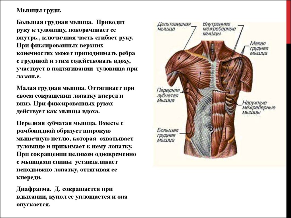 Мышцы груди схема