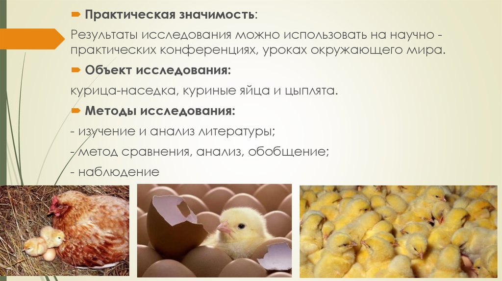 Вывод птенцов. Вывод цыплят. Объект исследования куриные яйца. Курица исследовательская работа презентация. Вывод цыплят под наседкой.