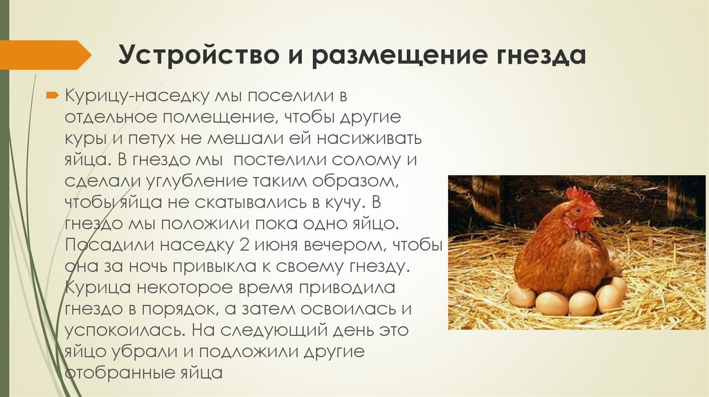 Почему курица есть свои яйца. Рассказ о курице. Доклад про курицу. Описание курицы для детей. Информация про курей.
