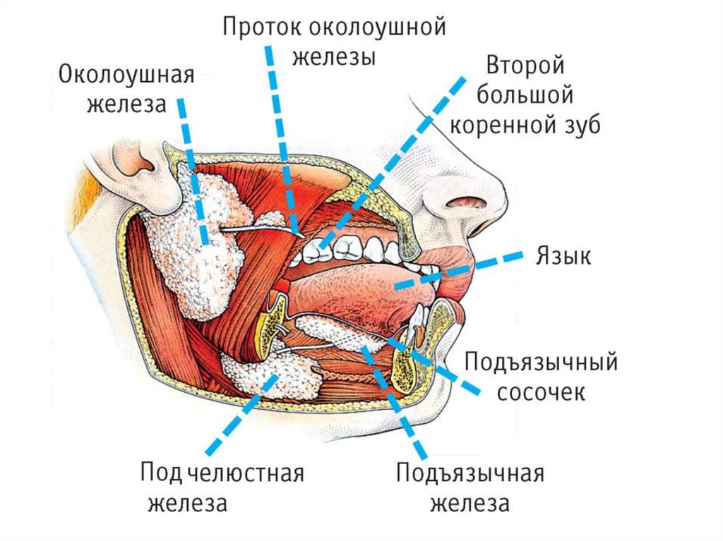 Подъязычные вены