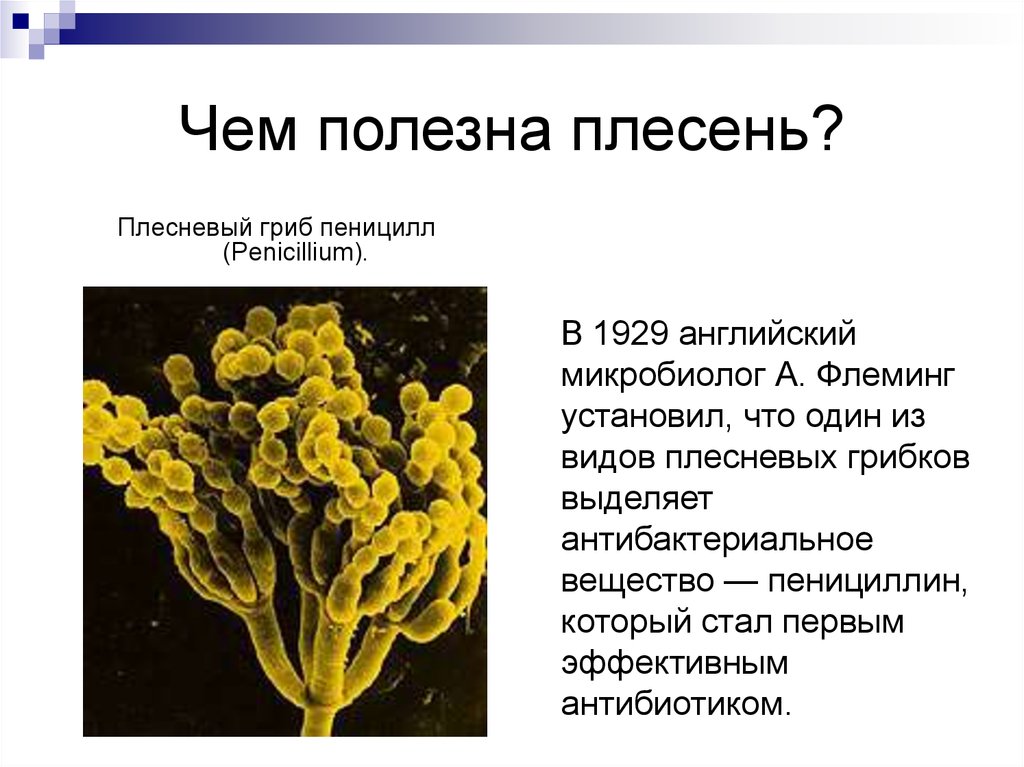 Объясните полезны. Гриб пеницилл плесень. Полезная плесень. Чем полезна плесень. Полезные плесневые грибки.