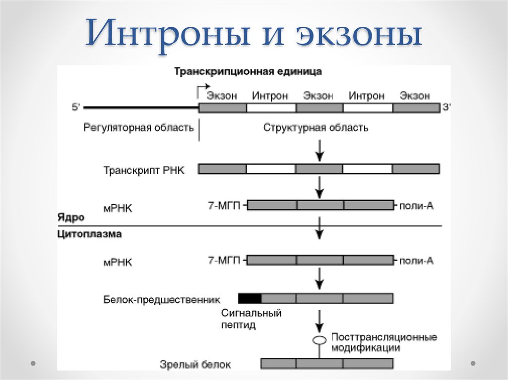 Гены расположенные в ядерной днк эукариотов