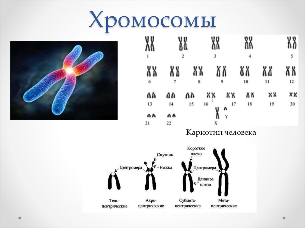 Кариотип человека определяют. Строение хромосом и кариотип. Строение и функции хромосом кариотип человека. Строение х и у хромосомы. Изображение хромосомы.