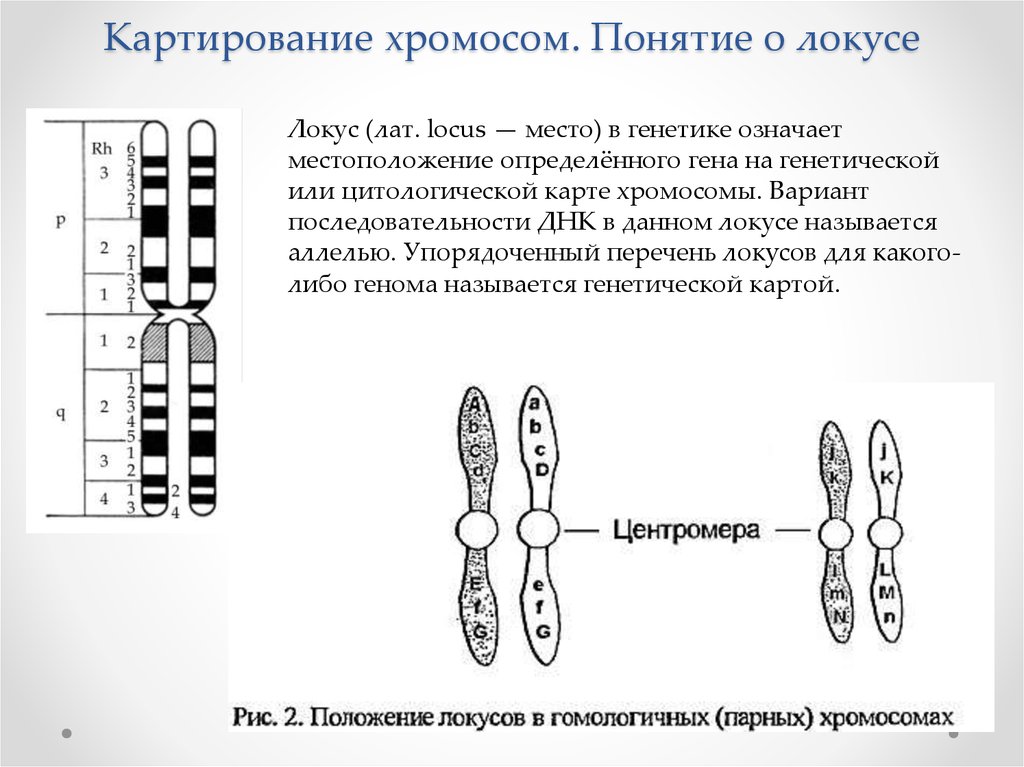Изменения первой хромосомы. Картирование хромосом человека генетика. Картирование хромосом человека схема. Цитологическая карта 2 хромосомы. Перечислите этапы картирования хромосом.