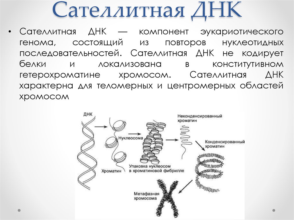 Другое название днк. Сателлитная ДНК. Сателлитная ДНК функции. Сателлиты хромосом. Строение и функции хромосом в ДНК.