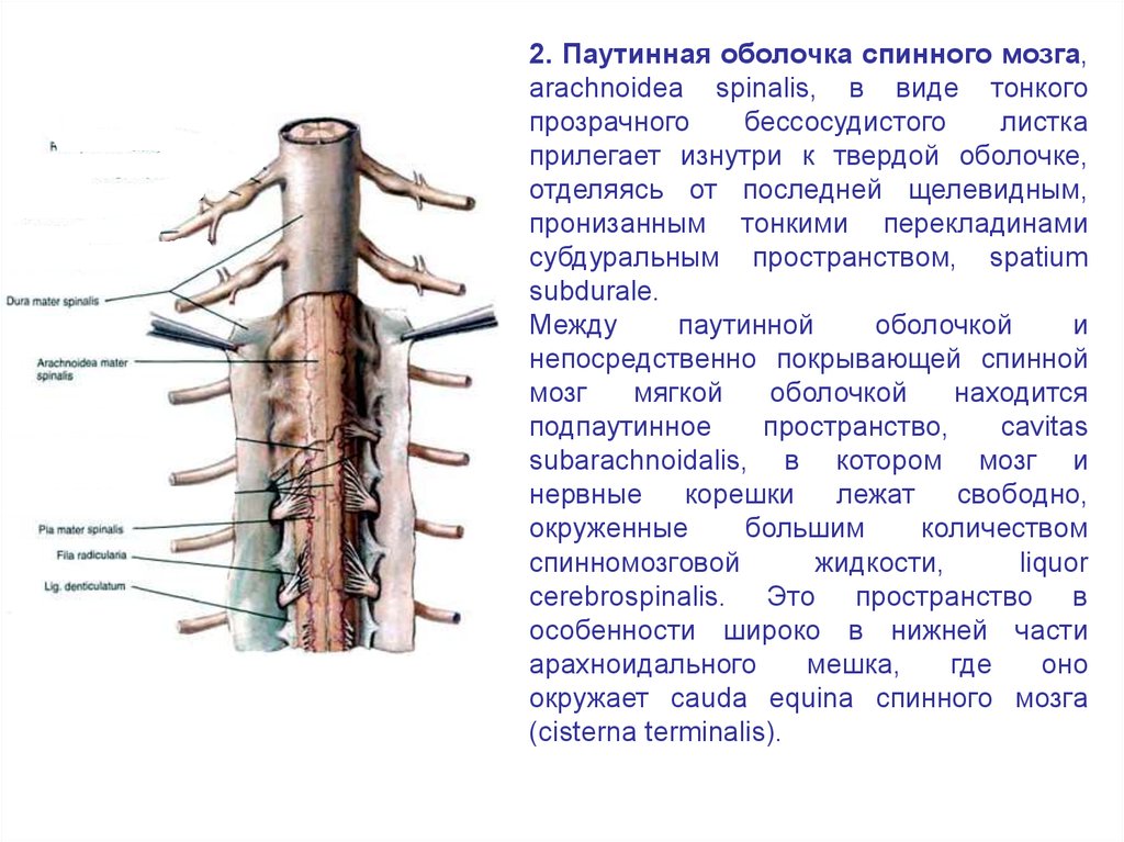 Мягкая оболочка спинного. Твердая паутинная и мягкая оболочка спинного мозга. Паутинная оболочка спинного мозга анатомия. Паутинная оболочка спинного мозга строение и функции. Пространство между твердой и паутинной оболочками спинного.