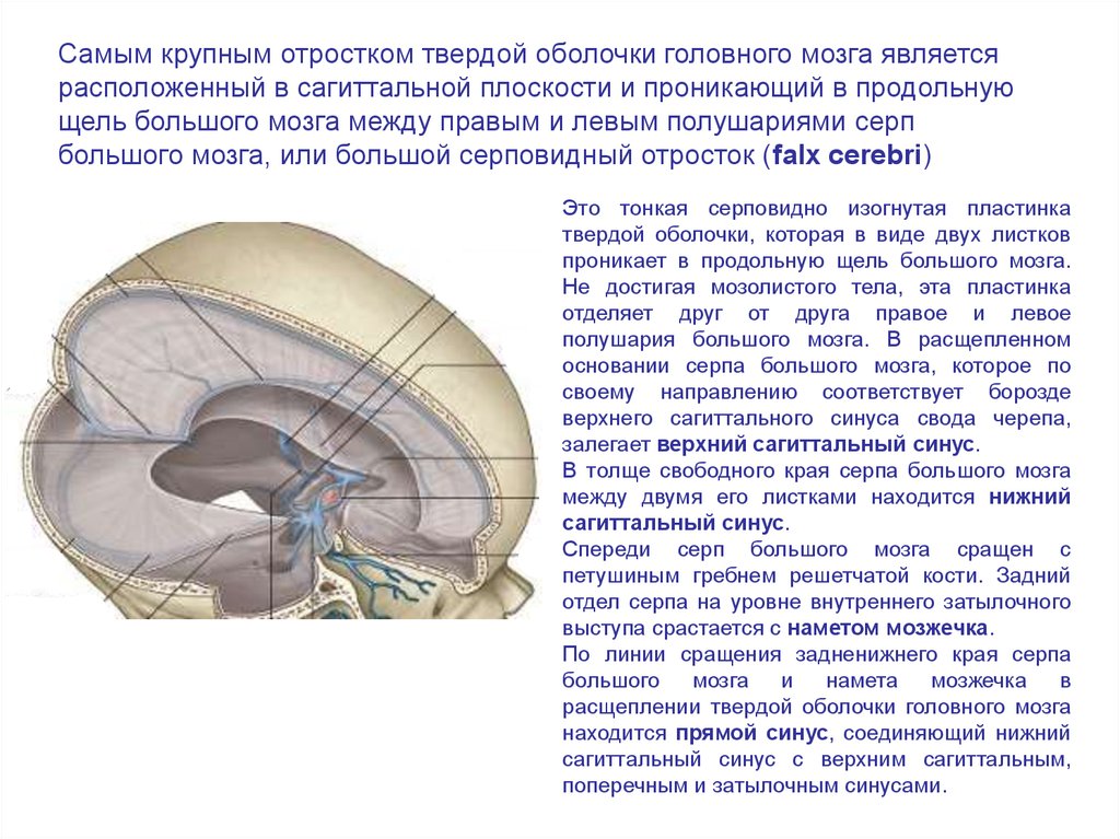 Отросток мозга 4. Синусы и отростки твердой мозговой оболочки. Серп мозжечка намет мозжечка. Falx Cerebri серп большого мозга. Верхний серповидный отросток твердой мозговой оболочки.